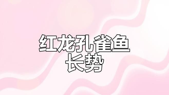 紅龍魚苗的成長記錄|《紅龍魚苗的成長記錄》