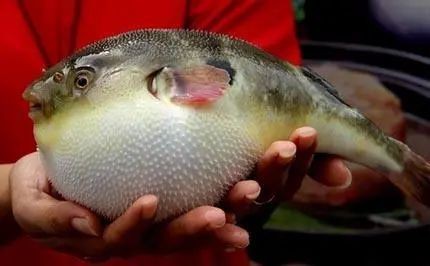 金娃娃河豚魚有毒嗎|金娃娃河豚魚中毒案例分析金娃娃河豚魚的毒性特征 金娃娃河豚魚有毒嗎|金娃娃河豚魚中毒案例分析金娃娃河豚魚的毒性特征 龍魚百科 第9張