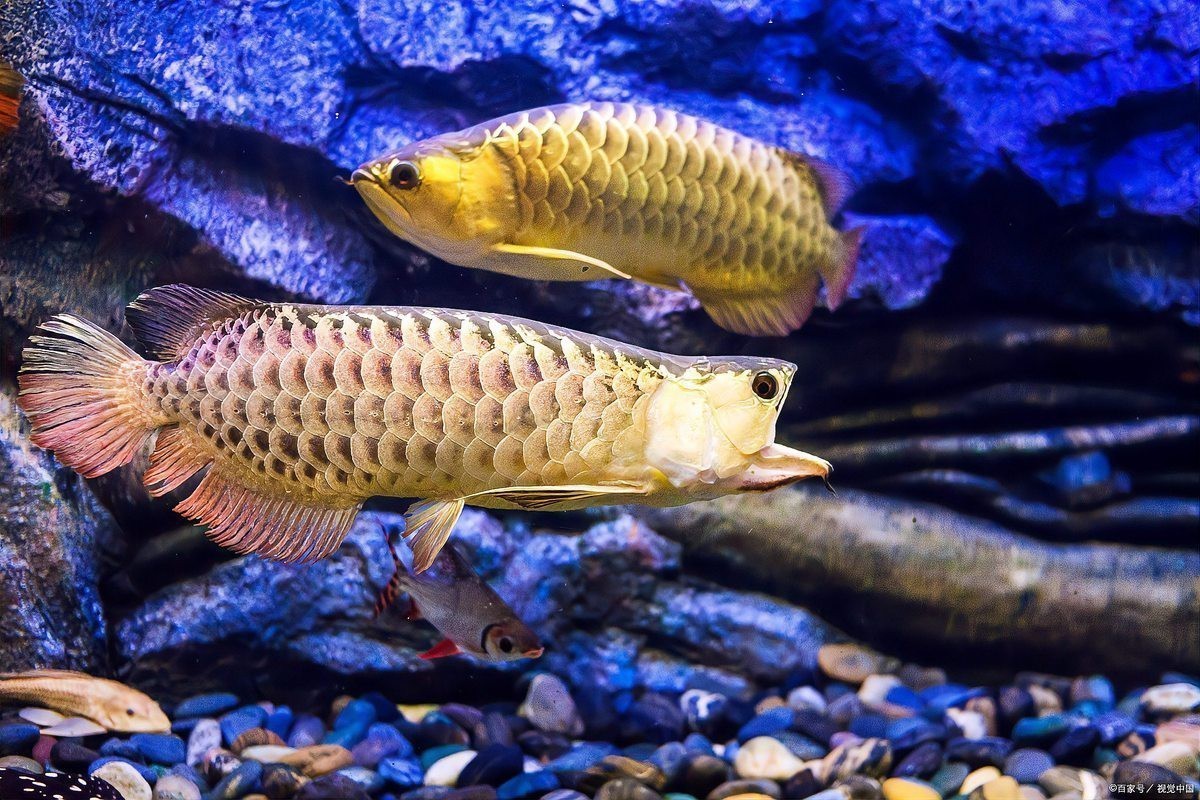 金龍魚和紅龍魚哪個(gè)更適合新手？|新手養(yǎng)金龍好還是紅龍好憨八龜萌寵新手養(yǎng)金龍好還是紅龍好