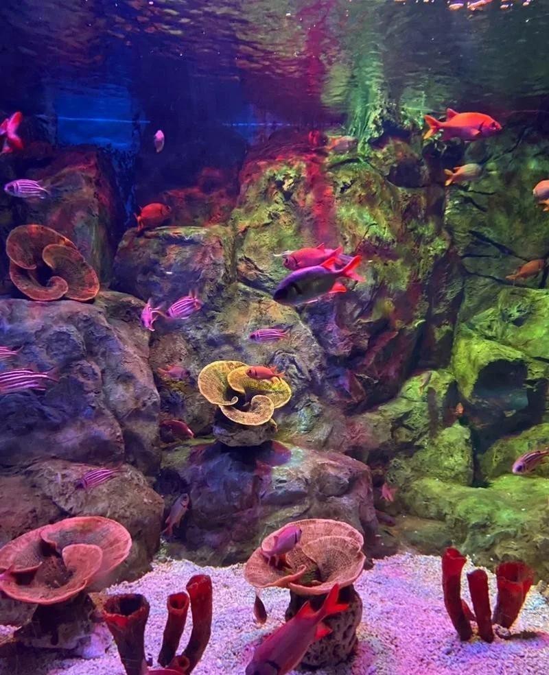 長沙水族店|長沙有哪些專業(yè)水族店 長沙水族店|長沙有哪些專業(yè)水族店 全國水族館企業(yè)名錄 第1張