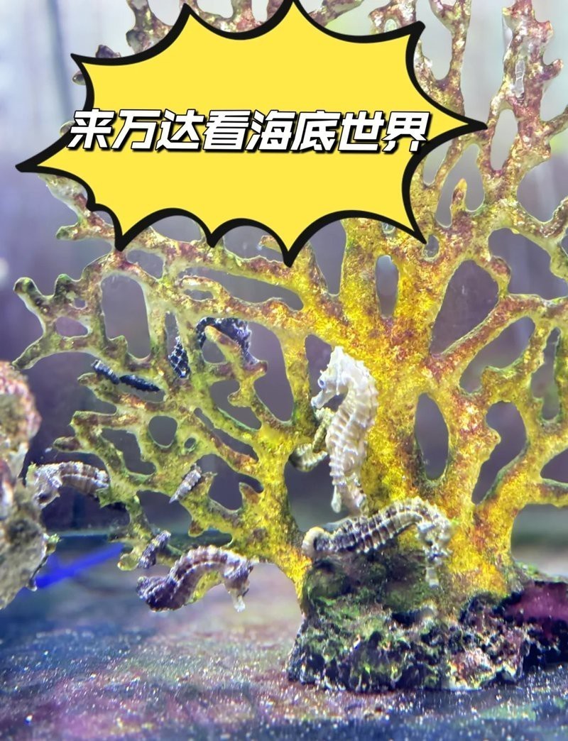 長治水族店|長治市擁有多家水族店及水族館及水族館及水族店鋪