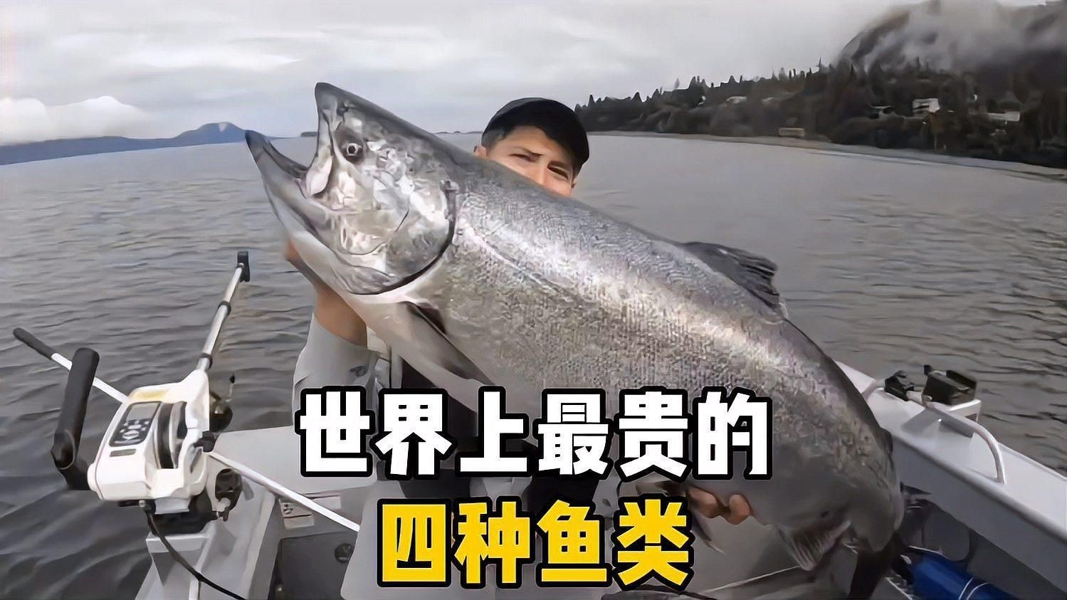 世界上最貴的魚|世界上十種非常貴的魚,你知道幾種呢