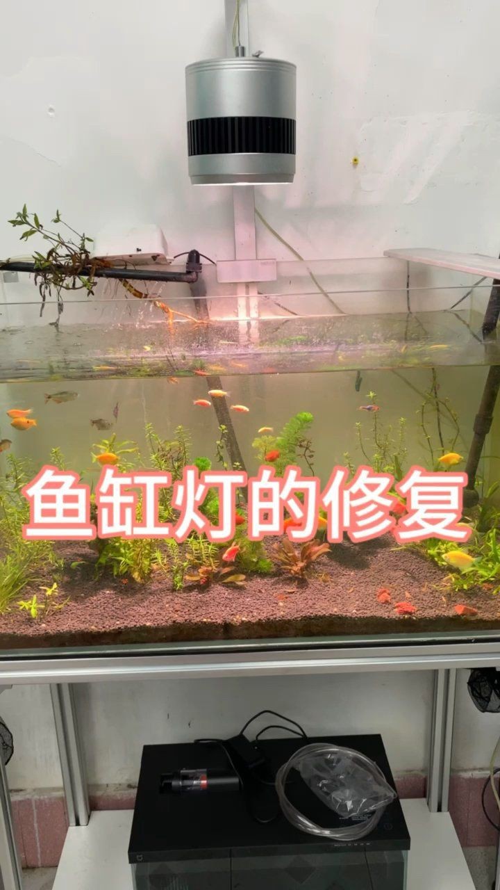 馬印魚(yú)缸燈開(kāi)關(guān)燒了怎么辦視頻|“馬印魚(yú)缸燈開(kāi)關(guān)燒了”修復(fù)方法與保養(yǎng)技巧有效應(yīng)對(duì) 馬印魚(yú)缸燈開(kāi)關(guān)燒了怎么辦視頻|“馬印魚(yú)缸燈開(kāi)關(guān)燒了”修復(fù)方法與保養(yǎng)技巧有效應(yīng)對(duì) 龍魚(yú)百科 第2張