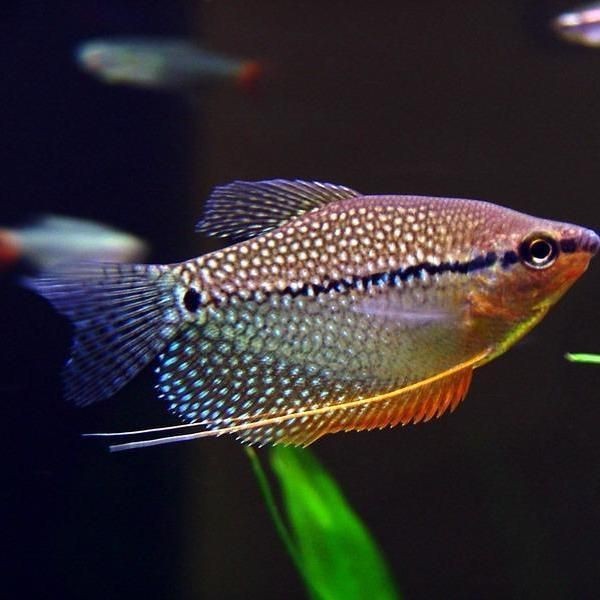 馬來西亞常見魚種類及圖片|馬來西亞擁有豐富多樣的魚類資源涵蓋多種獨特品種