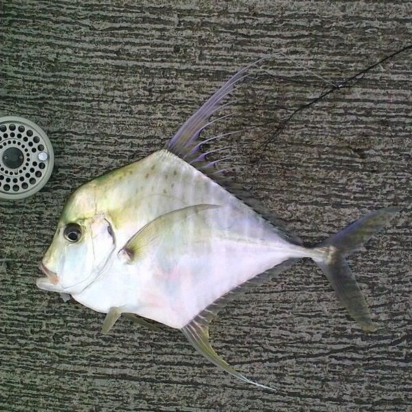 馬來西亞常見魚種類及圖片|馬來西亞擁有豐富多樣的魚類資源涵蓋多種獨特品種
