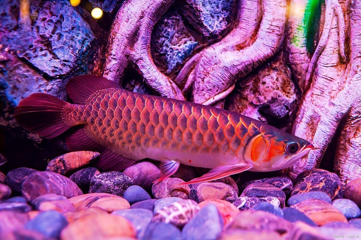 紅龍發色褪變后還能恢復嗎？|紅龍發色褪變后多久會恢復？