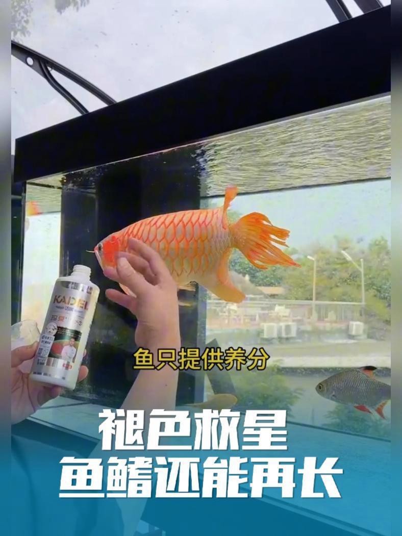 紅龍發(fā)色褪變后還能恢復嗎？|紅龍發(fā)色褪變后多久會恢復？