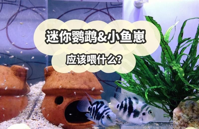 迷你鸚鵡把小魚全吃了|《迷你鸚鵡把小魚全吃了》