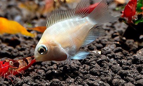 迷你鸚鵡把小魚全吃了|《迷你鸚鵡把小魚全吃了》