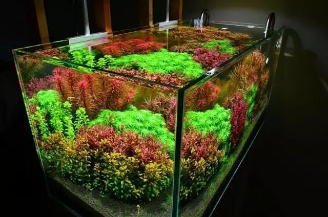 龍巔水草論壇|龍巔水草論壇-南美水族領域專業互動平臺 龍巔水草論壇|龍巔水草論壇-南美水族領域專業互動平臺 龍魚百科 第2張