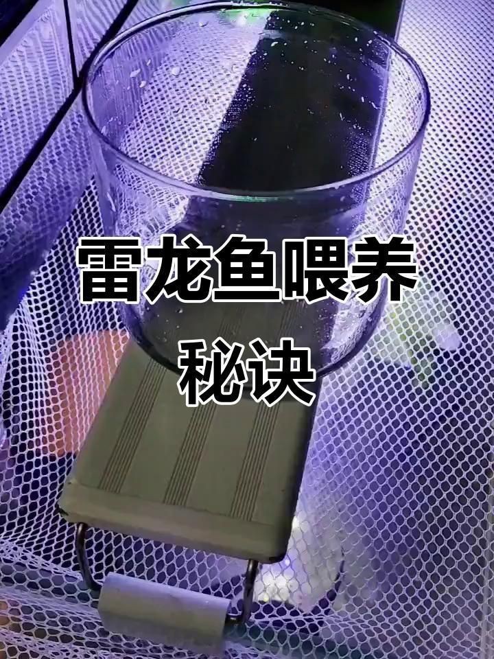 雷龍魚喂速倍妥的正確方法|嗶哩嗶哩雷龍魚開缸喂食全攻略 龍魚百科 第4張 雷龍魚喂速倍妥的正確方法|嗶哩嗶哩雷龍魚開缸喂食全攻略 雷龍魚喂速倍妥的正確方法|嗶哩嗶哩雷龍魚開缸喂食全攻略 龍魚百科 第4張