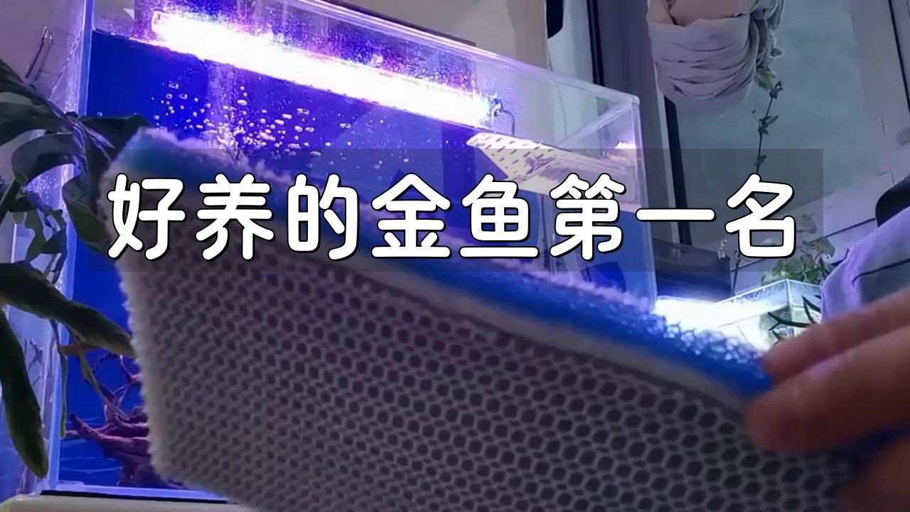 哪種金魚最好養|《哪種金魚最好養》十大最易養的金魚品種