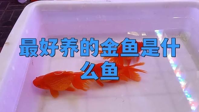 哪種金魚最好養|《哪種金魚最好養》十大最易養的金魚品種