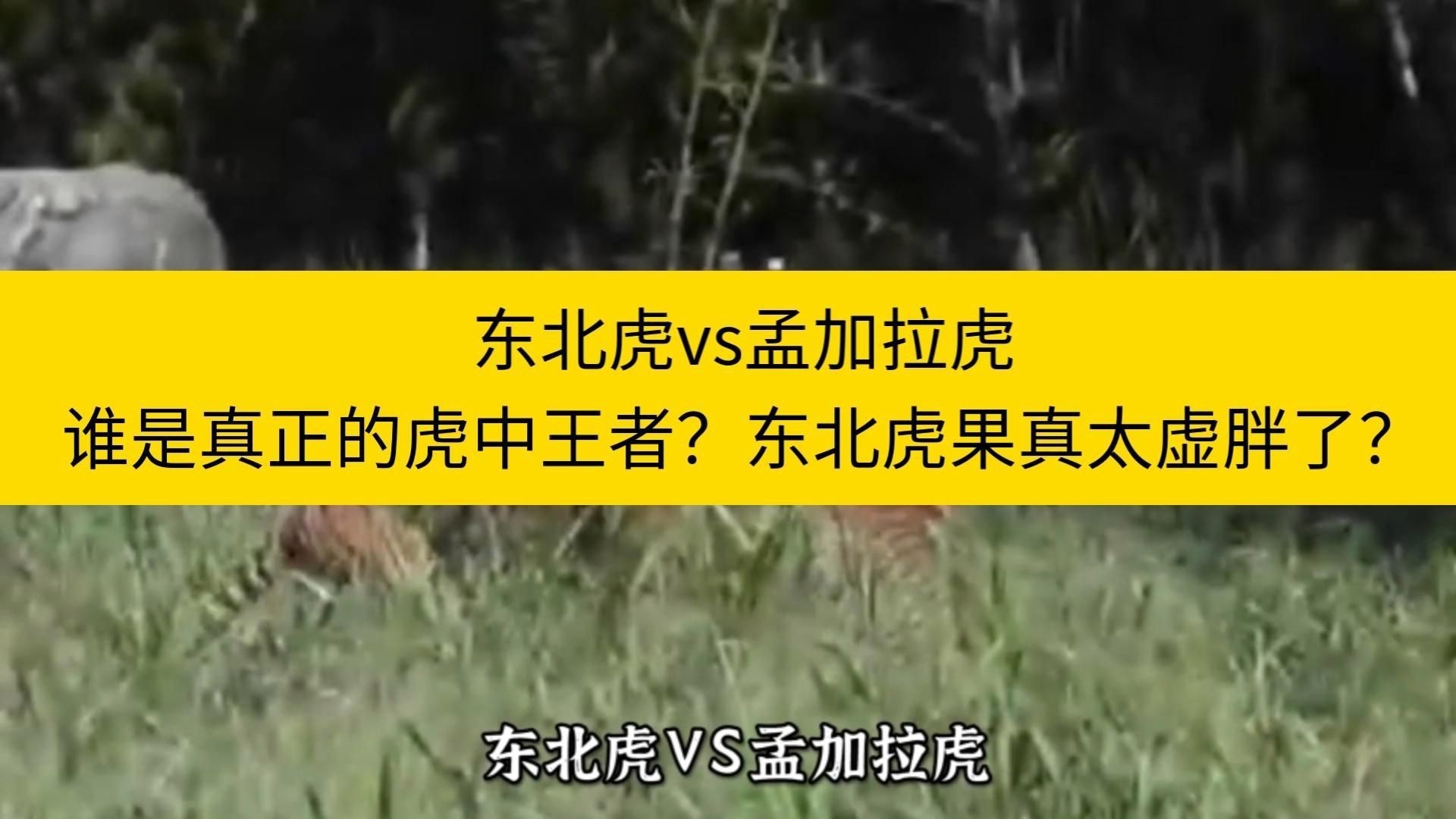 孟加拉虎打得過(guò)東北虎嗎|03:45東北虎vs孟加拉虎