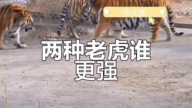 孟加拉虎打得過(guò)東北虎嗎|03:45東北虎vs孟加拉虎