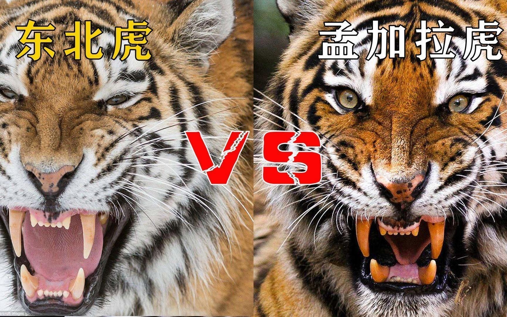 孟加拉虎打得過(guò)東北虎嗎|03:45東北虎vs孟加拉虎