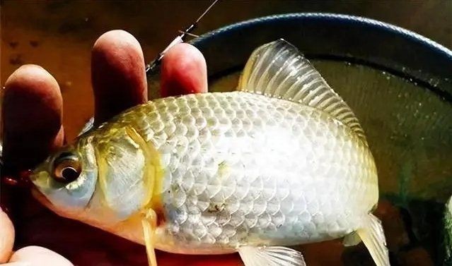 廣東釣觀魚最佳季節|廣東幾月份釣魚最好釣書法苑