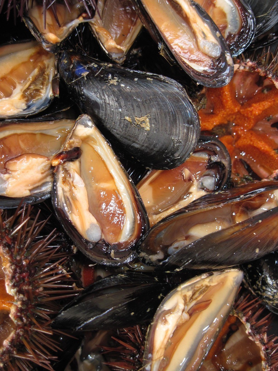 鱘龍魚可以吃嗎犯法嗎|2&gt鱘龍魚屬于受保護物種因禁止食用
