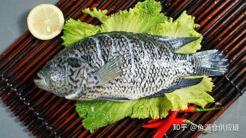 花斑魚是什么魚|花斑魚在全球多個地區被發現，
