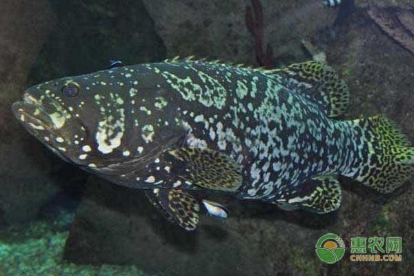 花斑魚是什么魚|花斑魚在全球多個地區被發現，