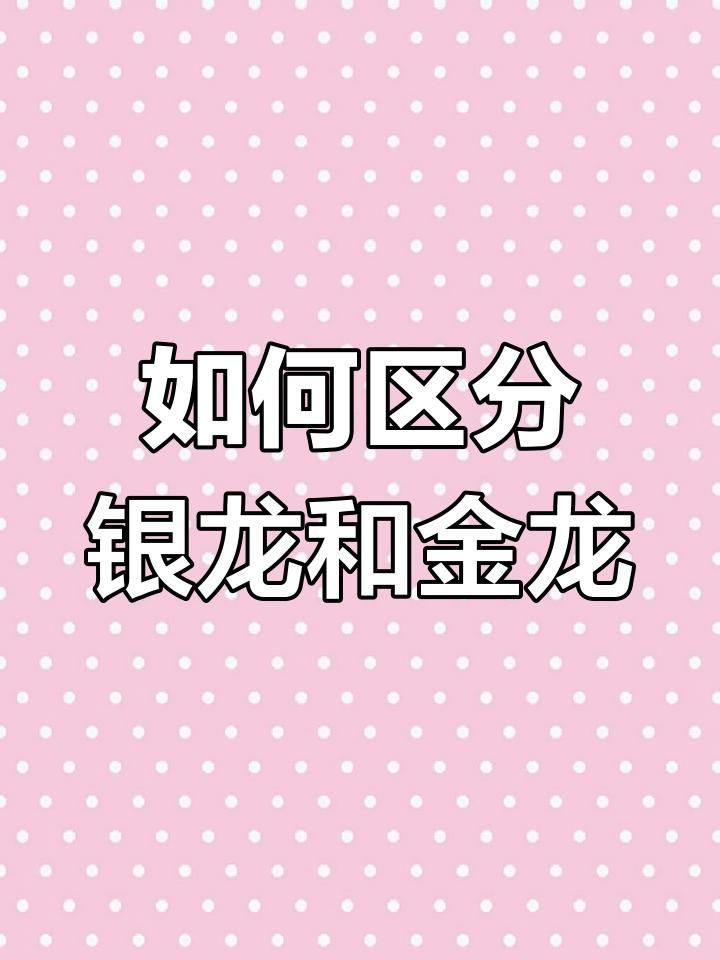 金龍跟銀龍有什么差別|《金龍與銀龍的差別》 金龍跟銀龍有什么差別|《金龍與銀龍的差別》 龍魚(yú)百科 第4張