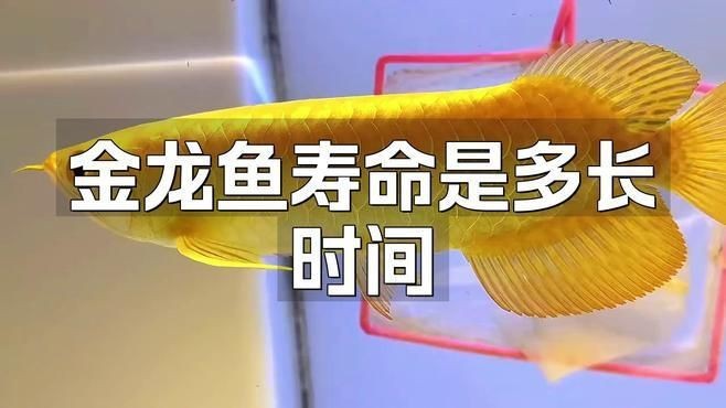 金龍魚壽命一般有多長|金龍魚的壽命一般是多少年繪繪樂悠然