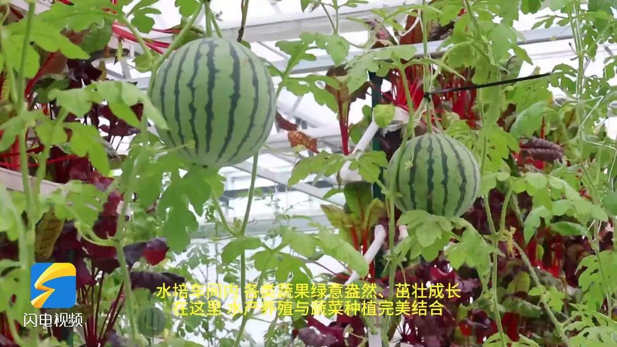 棗莊市中龍魚店|棗莊市中區有哪些水族市場