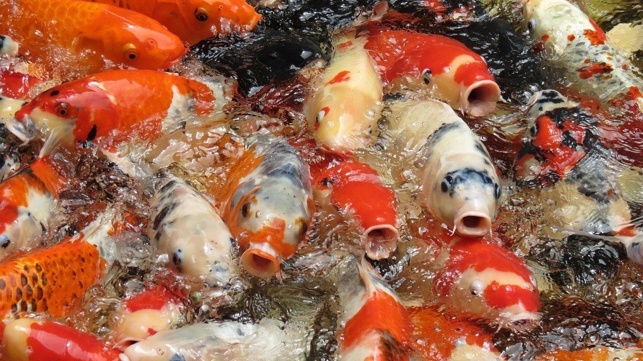 龍魚和錦鯉哪個更有投資價值?|龍魚養殖成本與成本對比 龍魚百科 第2張 龍魚和錦鯉哪個更有投資價值?|龍魚養殖成本與成本對比 龍魚和錦鯉哪個更有投資價值?|龍魚養殖成本與成本對比 龍魚百科 第2張