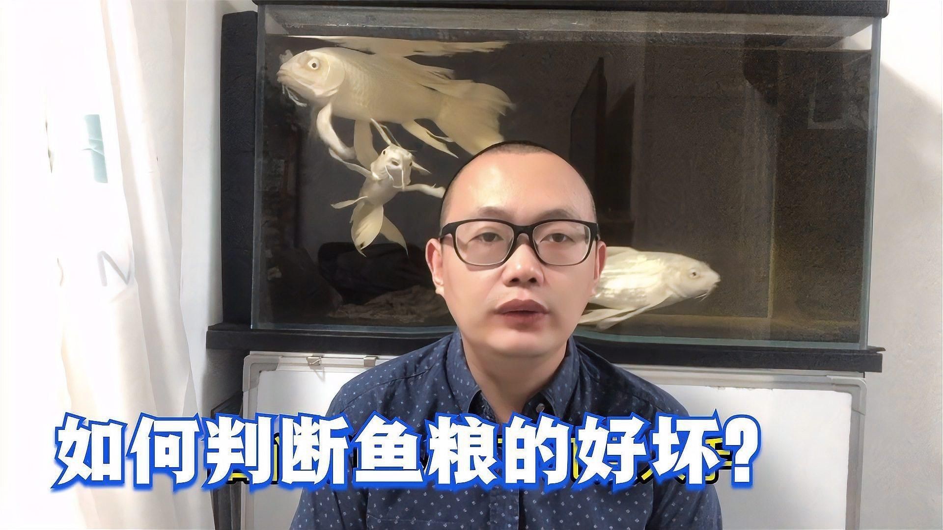 如何辨別魚飼料質量|如何挑選寵物魚飼料注意這些細節避免買到劣質產品