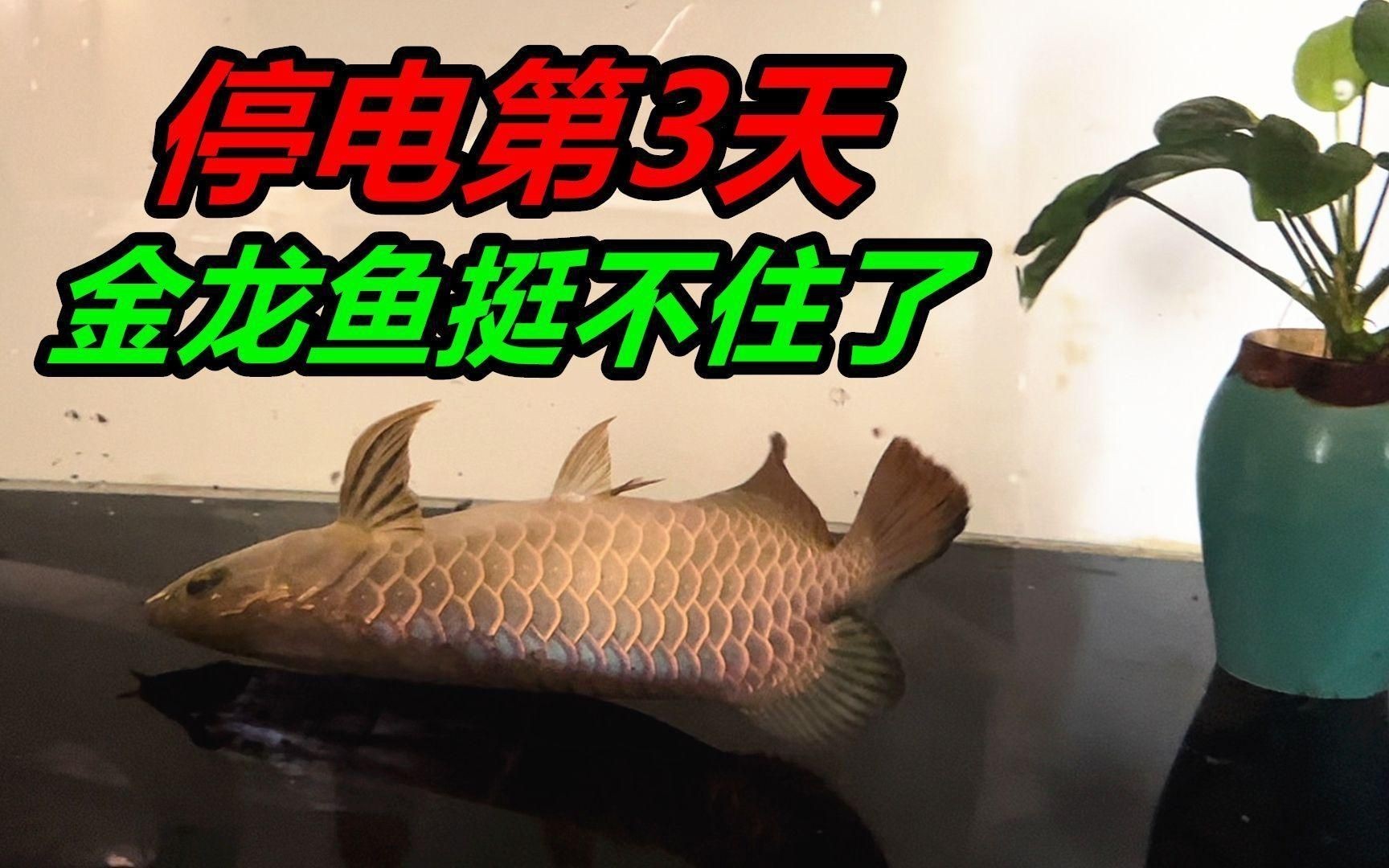 龍魚趴缸最簡單三個原因|新手雷龍魚新到家三五天不吃東西趴缸沒狀態怎么辦