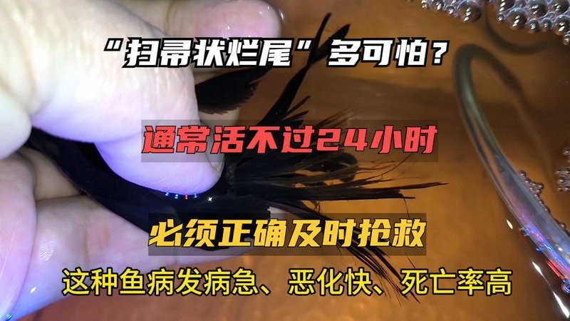 魚缸放在什么位置最合適，，家里面的魚缸放在什么位置最合適