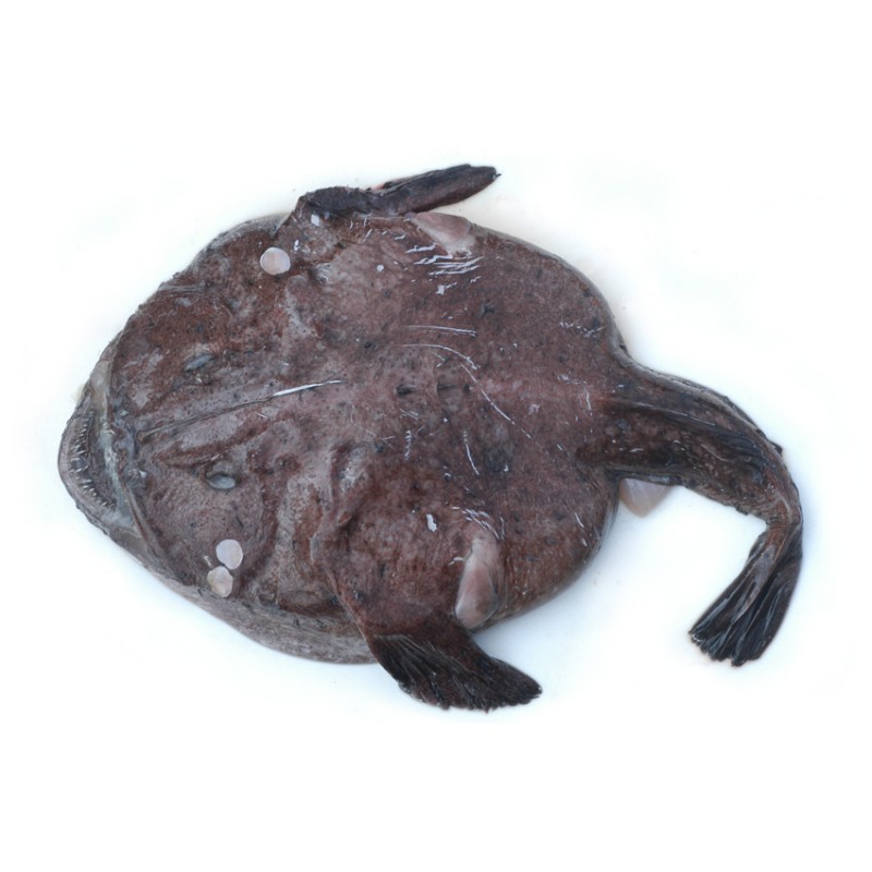 青島老頭魚是什么魚|青島老頭魚：從海洋到餐桌的傳奇