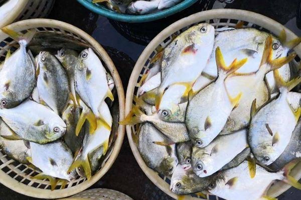 金鯧魚淡水魚還是海魚|金鯧魚、淡水白鯧魚、淡水白鯧