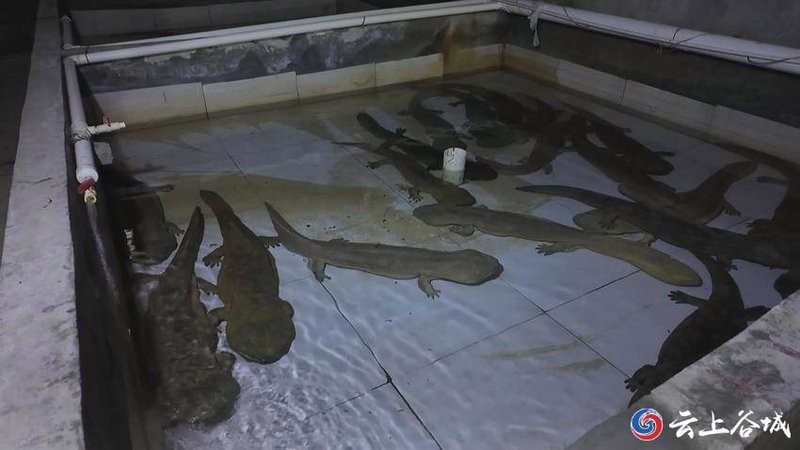 谷城龍魚店|襄陽谷城龍魚店聯系方式如何前往谷城龍魚店有龍魚店嗎 谷城龍魚店|襄陽谷城龍魚店聯系方式如何前往谷城龍魚店有龍魚店嗎 全國水族館企業名錄 第4張
