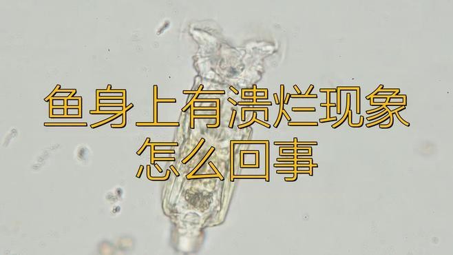 銀龍魚潰爛一般多久能好？|《銀龍魚潰爛一般多久能好》銀龍魚潰爛一般多久能好