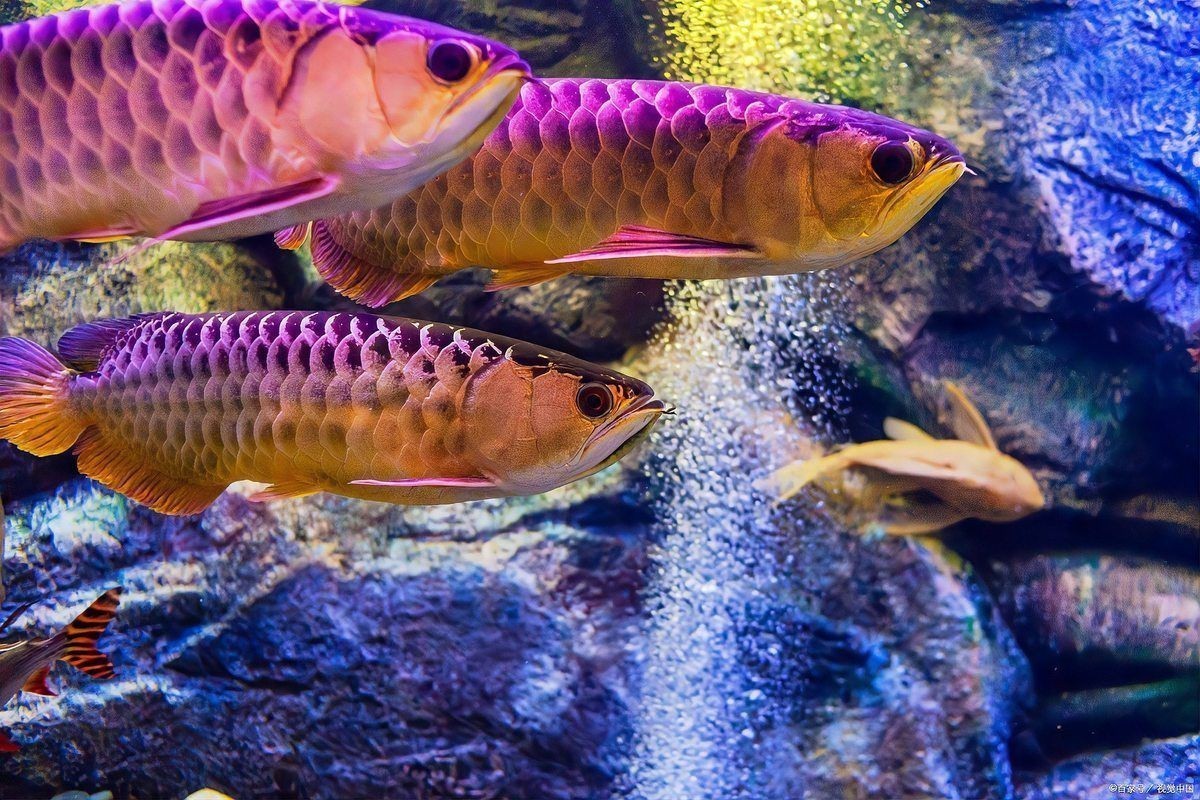 龍魚浮頭沉尾怎么治療|龍魚浮頭沉尾的治療方案 龍魚百科 第3張 龍魚浮頭沉尾怎么治療|龍魚浮頭沉尾的治療方案 龍魚浮頭沉尾怎么治療|龍魚浮頭沉尾的治療方案 龍魚百科 第3張
