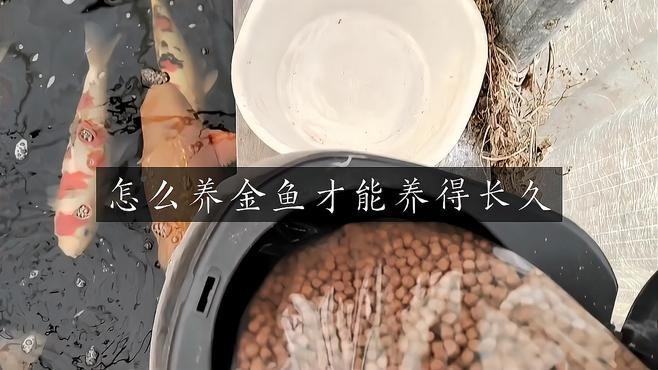 有哪些方法可以延長黑龍睛金魚的壽命？|《延長黑龍睛金魚壽命的方法》