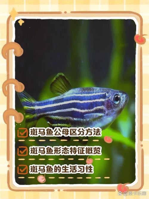 斑馬魚區(qū)分公母的圖片|斑馬魚公母區(qū)分