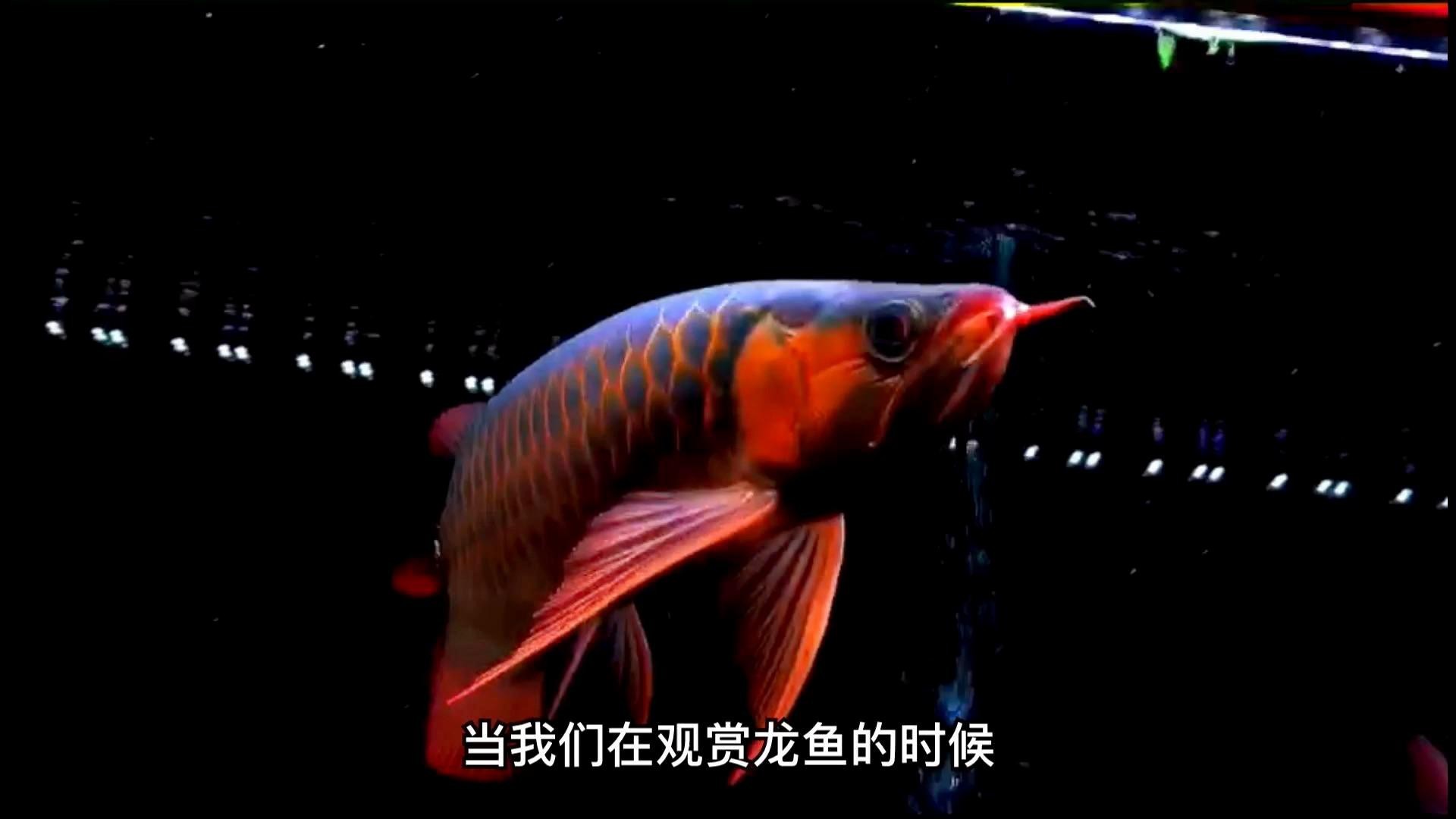 龍魚眼睛起白霧能自愈嗎？|龍魚眼睛出現白霧是怎么回事？