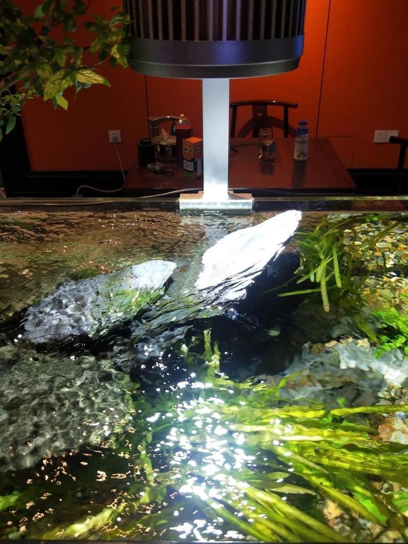 甘洛水族店|甘洛水族店有哪些知名品牌