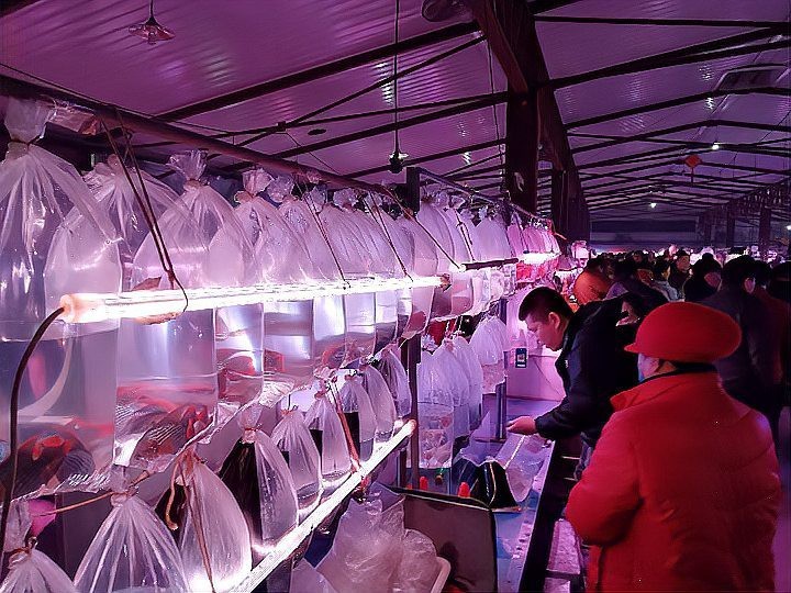 三臺水族店|三臺縣潼川鎮嚴水族花鳥魚店 三臺水族店|三臺縣潼川鎮嚴水族花鳥魚店 全國水族館企業名錄 第2張