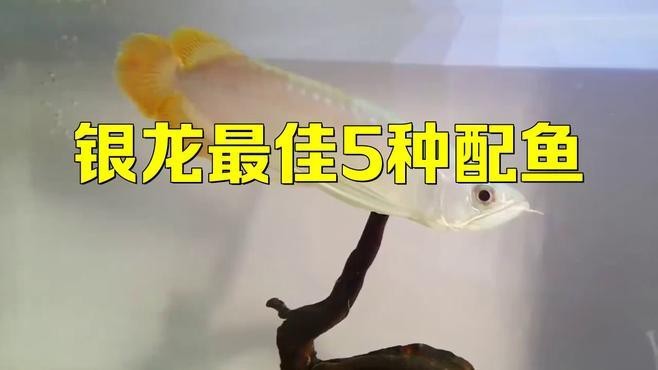 銀龍魚和什么魚混養比較好？|銀龍魚混養最佳搭配及注意事項銀龍最佳搭配及注意事項