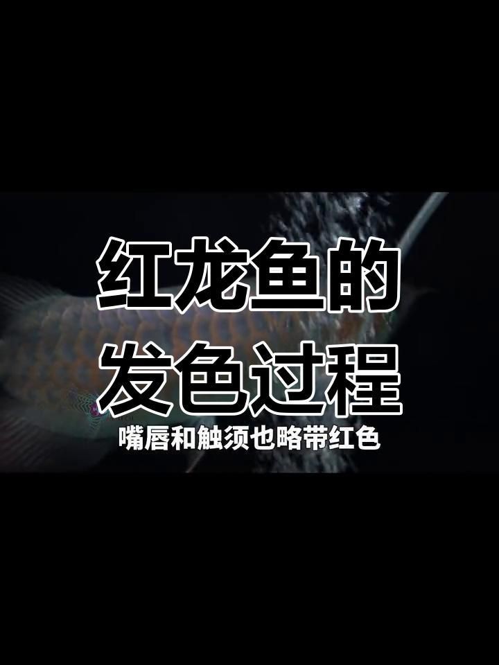 紅龍魚成年期顏色變化|紅龍魚從幼年到成年的色彩變化與飼養技巧 龍魚百科 第4張 紅龍魚成年期顏色變化|紅龍魚從幼年到成年的色彩變化與飼養技巧 紅龍魚成年期顏色變化|紅龍魚從幼年到成年的色彩變化與飼養技巧 龍魚百科 第4張