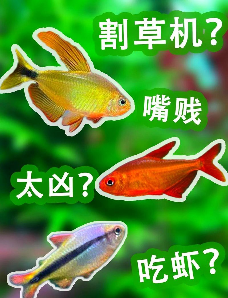 檸檬鯽咬魚的毒性有多強|\