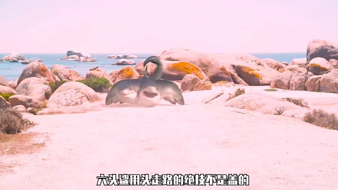 六頭鯊魚|嗶哩嗶哩六頭鯊 六頭鯊魚|嗶哩嗶哩六頭鯊 龍魚百科 第1張
