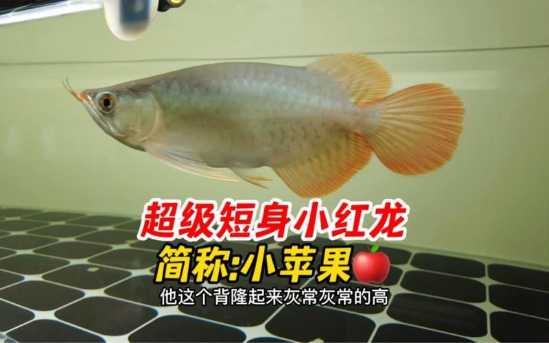 短身龍魚是雜魚嗎|短身龍魚并非雜魚，它屬于骨舌魚科