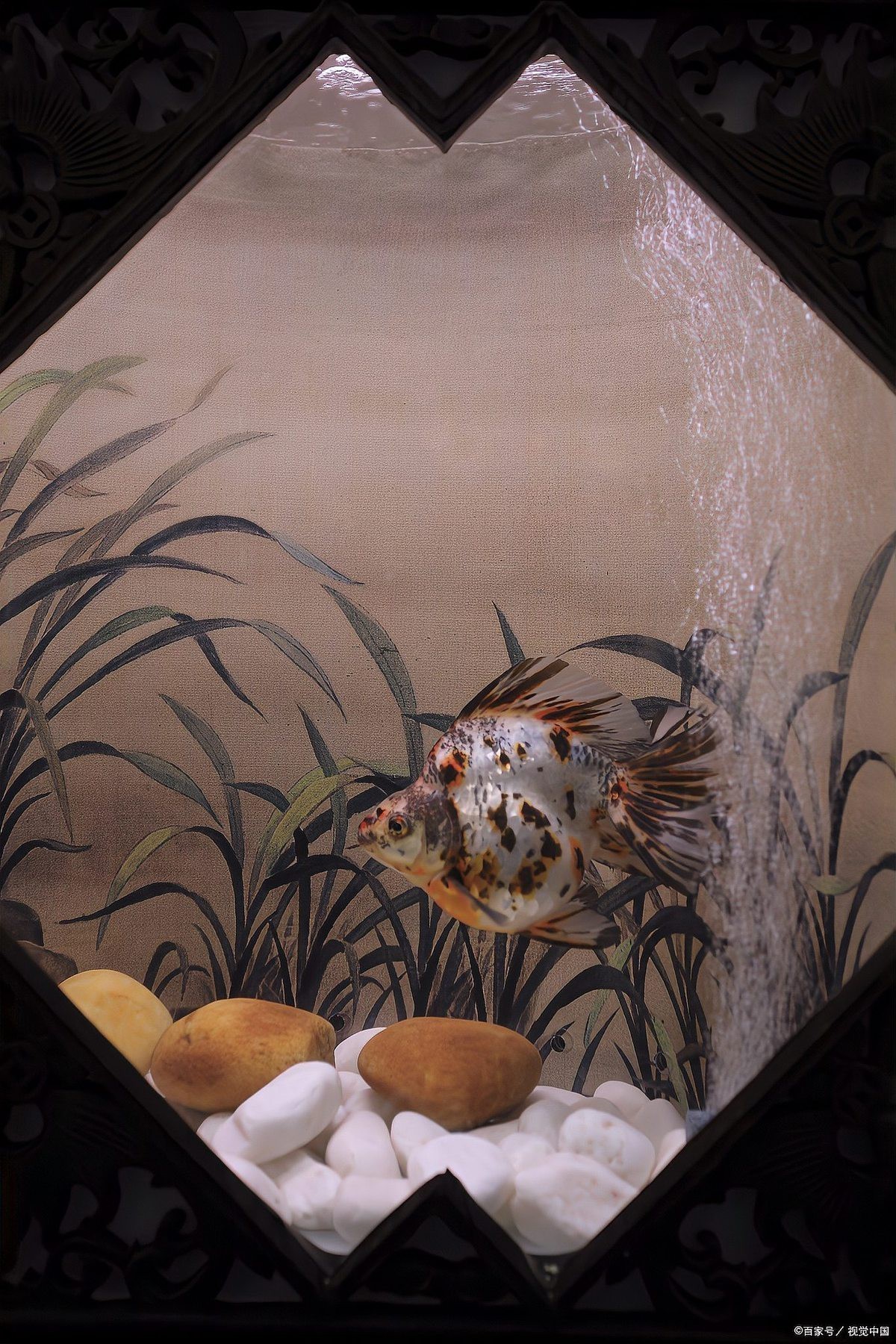 龍魚(yú)魚(yú)鰭充血后需要隔離嗎？|養(yǎng)魚(yú)老道，新魚(yú)到家入缸前這些處理步驟要記牢