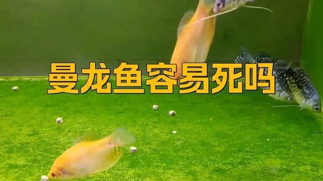 如何科學(xué)養(yǎng)殖曼龍魚以減少生態(tài)風(fēng)險(xiǎn)？|養(yǎng)曼龍魚10大忠告腦腦甜系生活錄養(yǎng)曼龍魚到底多神奇親養(yǎng)才懂 如何科學(xué)養(yǎng)殖曼龍魚以減少生態(tài)風(fēng)險(xiǎn)？|養(yǎng)曼龍魚10大忠告腦腦甜系生活錄養(yǎng)曼龍魚到底多神奇親養(yǎng)才懂 龍魚百科 第2張