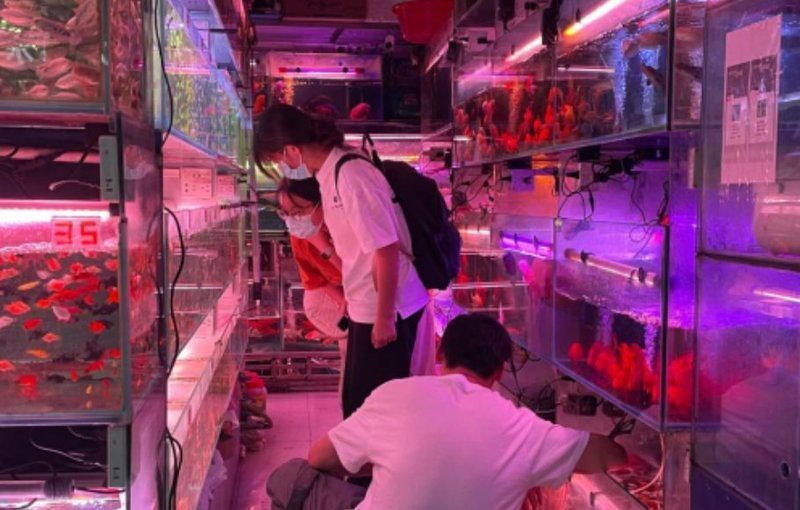 解放水族店|海口解放東路這家“無名”水族館，你去過嗎 解放水族店|海口解放東路這家“無名”水族館，你去過嗎 全國水族館企業(yè)名錄 第1張