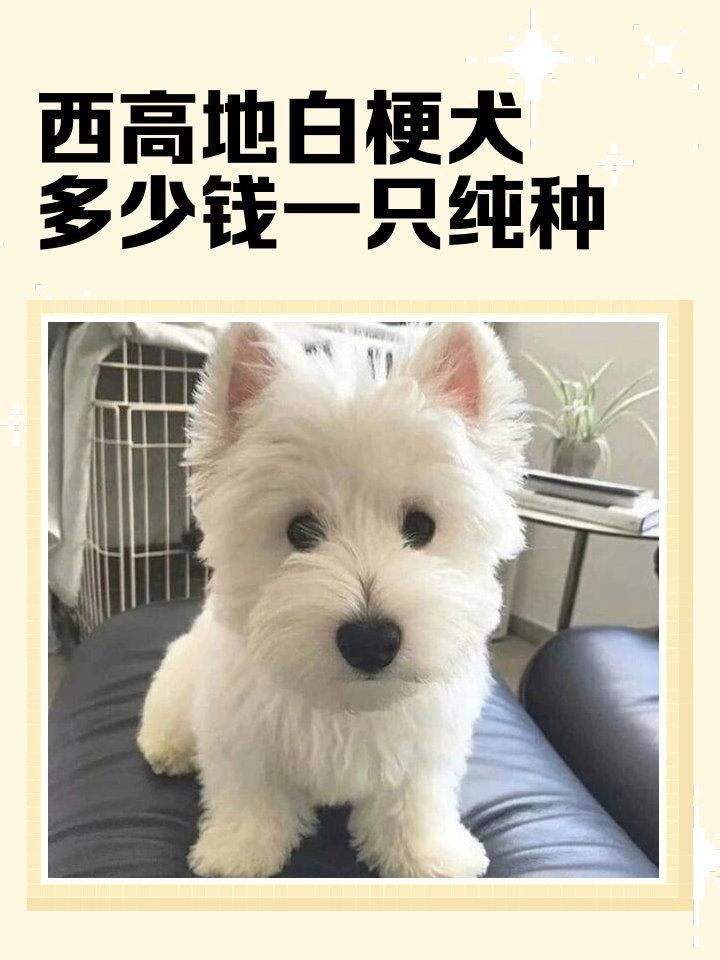 賽級(jí)犬多少錢一只|賽級(jí)犬的價(jià)格因品種、血統(tǒng)純度及種類差異顯著